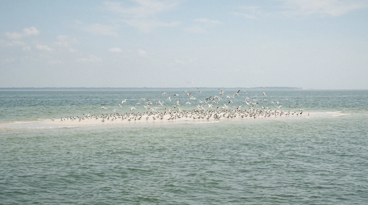 Terns and shorebirds crowded on the low sandbar of Passage Key seen from the water on an Anna Maria Island dolphin tour