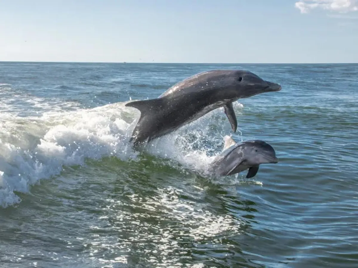 A tour boat cruising the calm back bay behind Anna Maria Island on a dolphin tour with the island shoreline behind