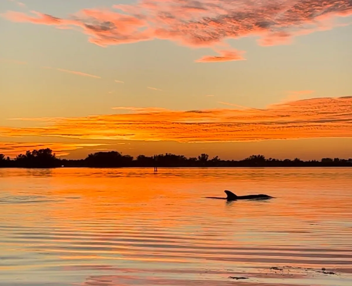 Paddlers in tandem sit-on-top kayaks at sunset on a kayak dolphin tour in the shallow water beside Anna Maria Island